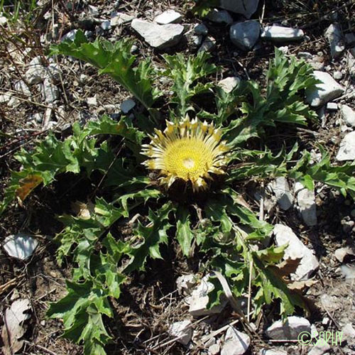 Carline à feuilles d'Acanthe - Carlina acanthifolia subsp. acanthifolia