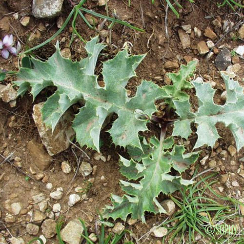 Carline à feuilles d'Acanthe - Carlina acanthifolia subsp. acanthifolia