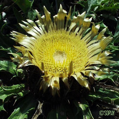 Carline à feuilles d'Acanthe - Carlina acanthifolia subsp. acanthifolia