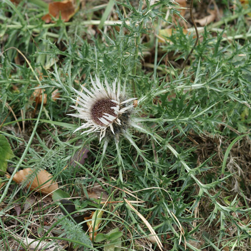 Carline caulescente - Carlina acaulis subsp. caulescens