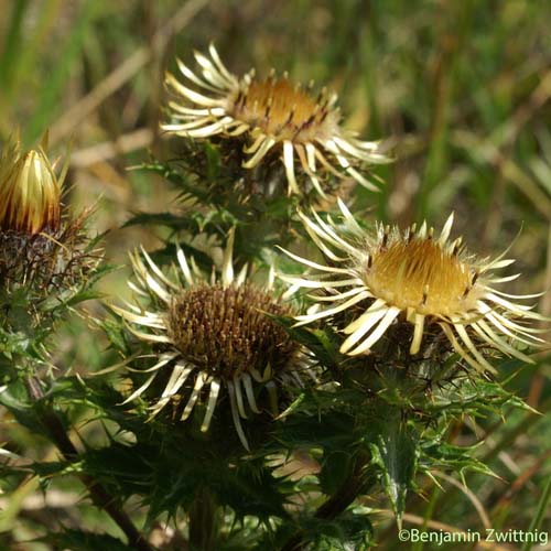 Carline commune - Carlina vulgaris