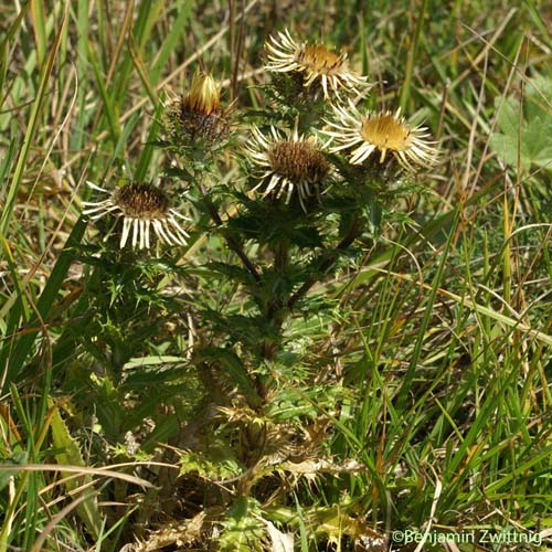 Carline commune - Carlina vulgaris