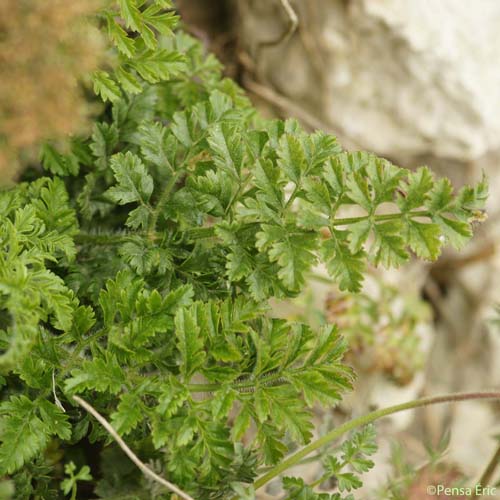 Carotte à gomme - Daucus carota subsp. gummifer