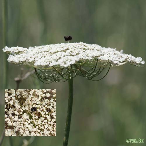 Carotte sauvage - Daucus carota subsp. carota