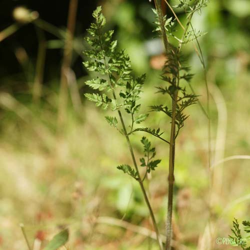 Carotte sauvage - Daucus carota subsp. carota