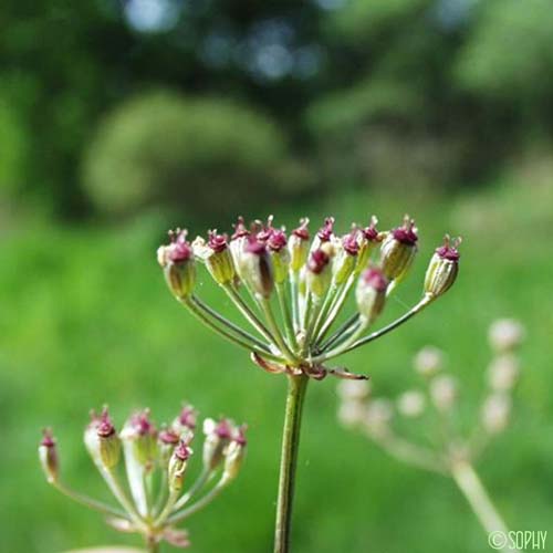 Carvi verticillé - Trocdaris verticillatum