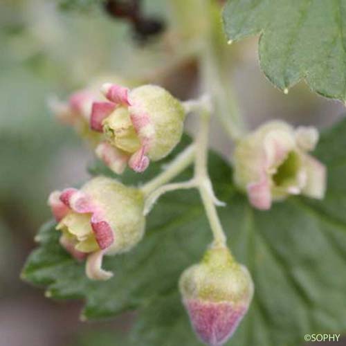 Cassissier - Ribes nigrum