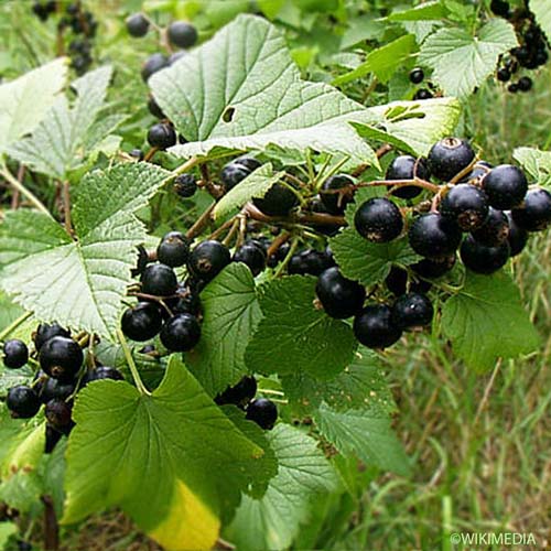 Cassissier - Ribes nigrum