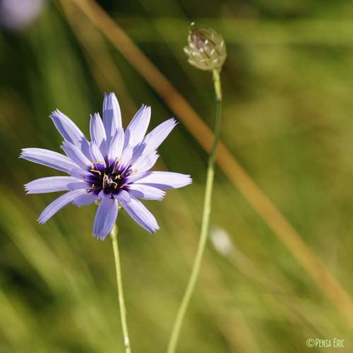 Catananche bleue - Catananche caerulea