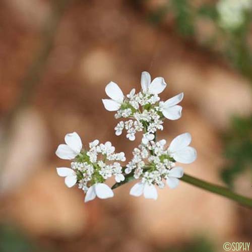 Caucalis à feuilles de carotte - Caucalis platycarpos