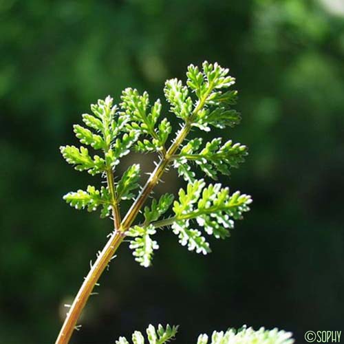 Caucalis à feuilles de carotte - Caucalis platycarpos