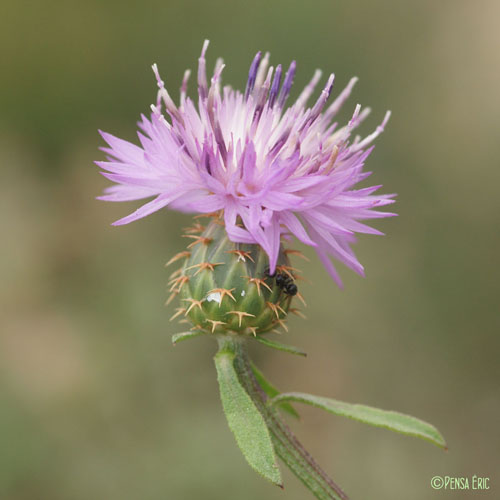 Centaurée rude - Centaurea aspera subsp. aspera