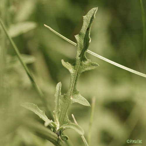 Centaurée rude - Centaurea aspera subsp. aspera