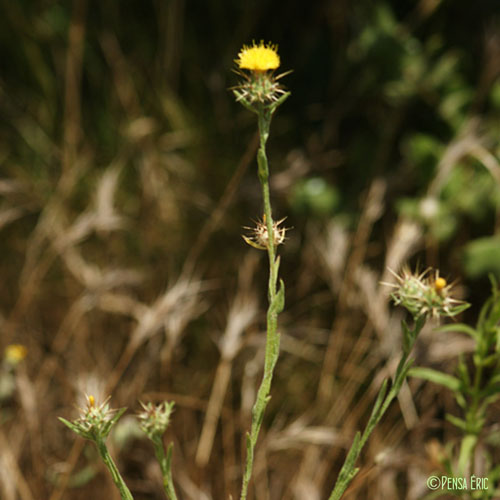 Centaurée de Malte - Centaurea melitensis