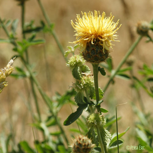 Centaurée des collines - Centaurea collina