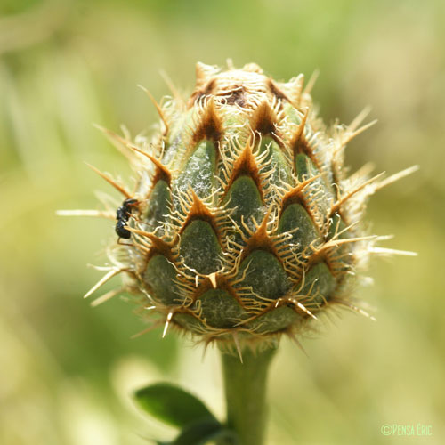 Centaurée des collines - Centaurea collina