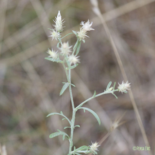 Centaurée diffuse - Centaurea diffusa