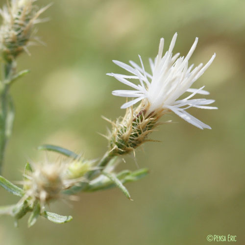 Centaurée diffuse - Centaurea diffusa