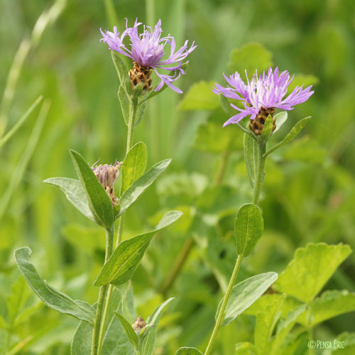 Centaurée jacée - Centaurea jacea subsp. jacea