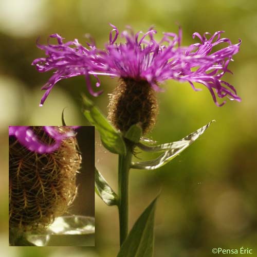 Centaurée nervée - Centaurea nervosa subsp. nervosa