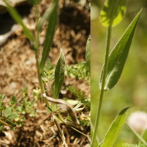 Centaurée nervée - Centaurea nervosa subsp. nervosa