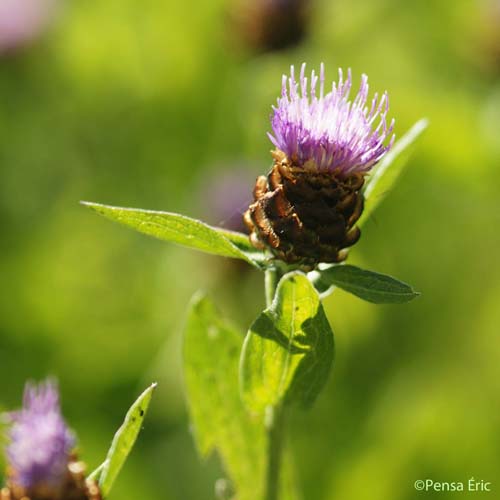 Centaurée noire - Centaurea nigra