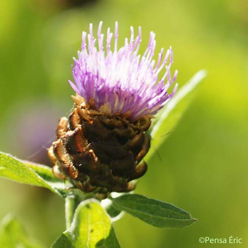 Centaurée noire - Centaurea nigra