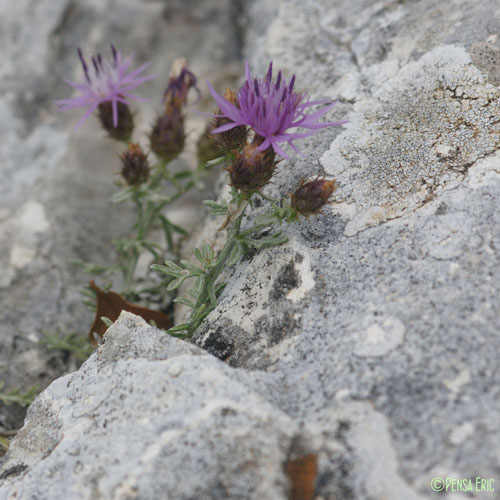 Centaurée pâle - Centaurea paniculata subsp. leucophaea