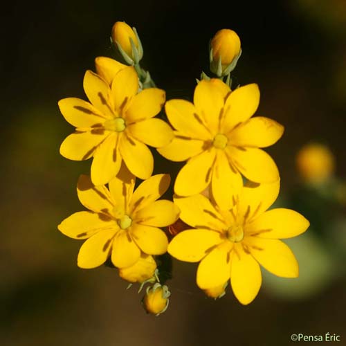 Centaurée perfoliée - Blackstonia perfoliata subsp. perfoliata