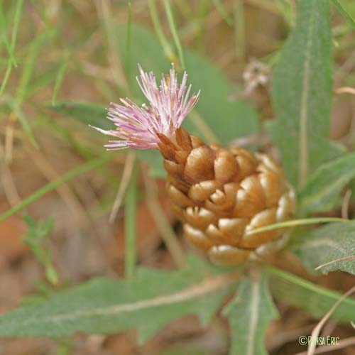 Centaurée pomme-de-pin - Rhaponticum coniferum subsp. coniferum