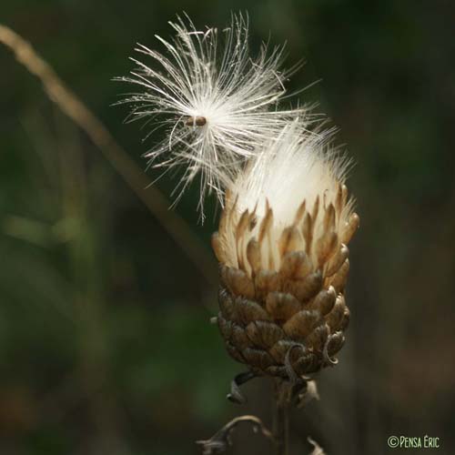 Centaurée pomme-de-pin - Rhaponticum coniferum subsp. coniferum