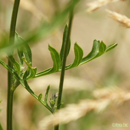 Centaurée scabieuse - Centaurea scabiosa subsp. scabiosa