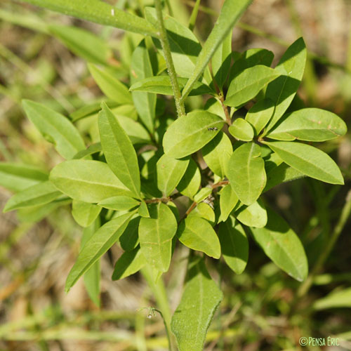 Centaurée scabieuse - Centaurea scabiosa subsp. scabiosa