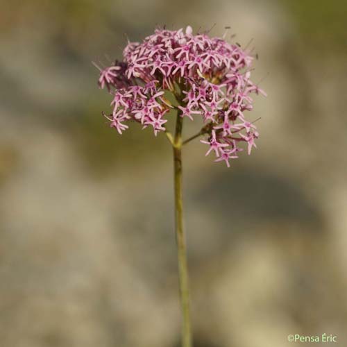 Centranthe à feuilles étroites - Centranthus angustifolius