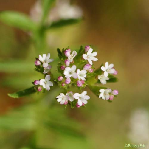 Centranthe chausse-trape - Centranthus calcitrapae