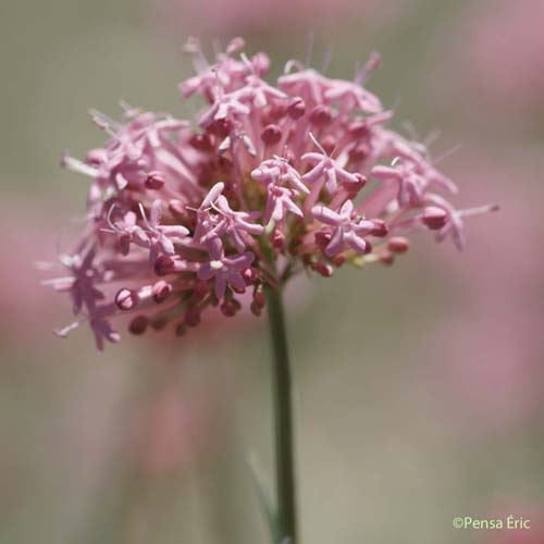 Centranthe de Lecoq - Centranthus lecoqii subsp. lecoqii