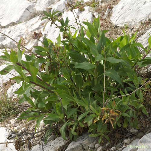 Centranthe rouge - Centranthus ruber subsp. ruber