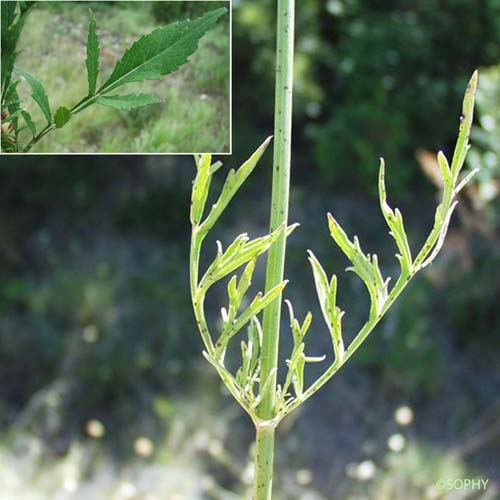 Céphalaire blanche - Cephalaria leucantha