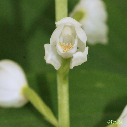 Céphalanthère à longues feuilles - Cephalanthera longifolia