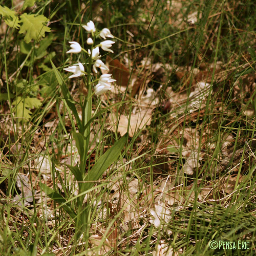 Céphalanthère à longues feuilles - Cephalanthera longifolia