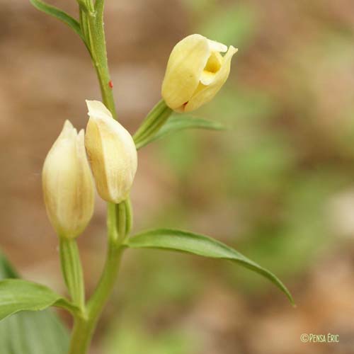 Céphalanthère pâle - Cephalanthera damasonium