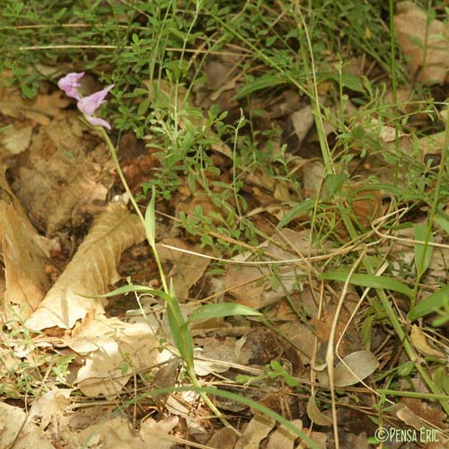 Céphalanthère rouge - Cephalanthera rubra