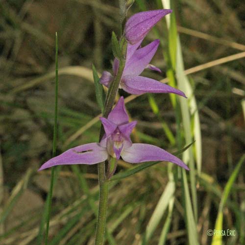 Céphalanthère rouge - Cephalanthera rubra