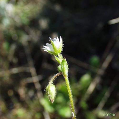 Céraiste à cinq étamines - Cerastium semidecandrum