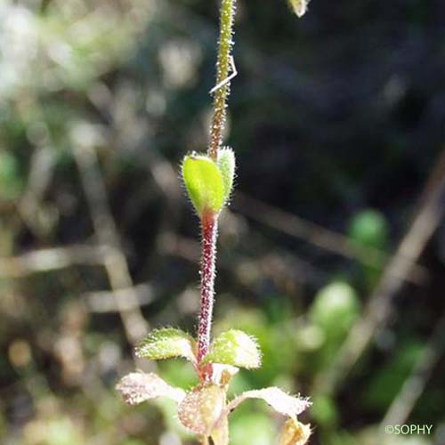 Céraiste à cinq étamines - Cerastium semidecandrum