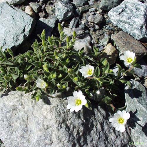 Céraiste à larges feuilles - Cerastium latifolium