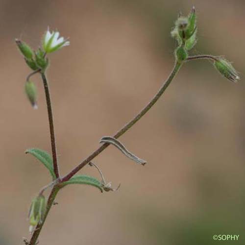 Céraiste aggloméré - Cerastium glomeratum