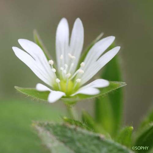 Céraiste commun - Cerastium fontanum subsp. vulgare