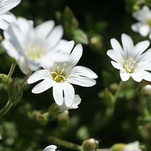 Céraiste des Alpes - Cerastium alpinum