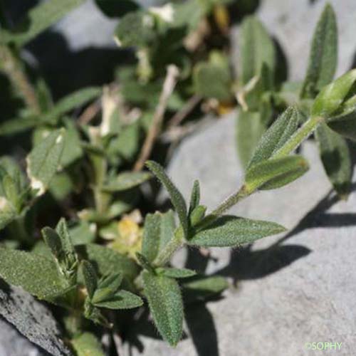 Céraiste des Alpes - Cerastium alpinum